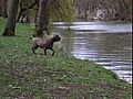un ti canard qui attérit, ça fait peur
