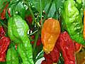 Chile Pepper Glossary