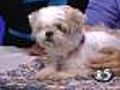 Petsaver: Skipper is looking for a home
