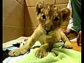 Tiny Japanese Lion Cub