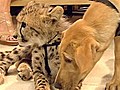 Cheetah and puppy are BFF’s