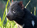 Saving Tasmanian Devils from cancer