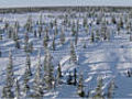 Boreal forest aerials