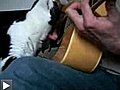 Ce chat a la guitare qui le démange...