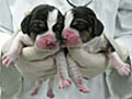 Dog cloning cheaper but still bites