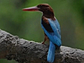 Pune: Bird species reducing in number