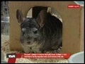 Harry hilft!: Tiere suchen ein Zuhause (Sendung vom 21.05.2008)