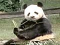 Video - Pandas of the Sleeping Dragon