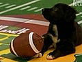 Scenes from The Puppy Bowl