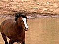 National Geographic Animals - Wild Horses Kick Butt