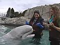 Mystic Aquarium Offers Whale Of An Experience