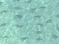 Massive swarms of sharks converge on Florida