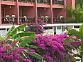 Royalty Free Stock Video SD Footage Zoom Out From Purple Flowers to a Resort on a Rainy Day in Grenada