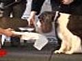 Westminster Kennel Club Dog Show preps