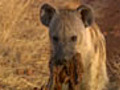 Hyena Trio Brings Home the Kill