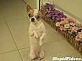 Hopping Puppy