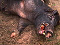 Hogs Gone Wild: Monster Hog Dashed