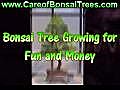Bonsai Tree Growing for Fun and Money