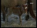 Dwarf Horse Born In Thailand