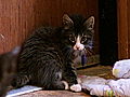 Must Love Cats: The Kitten Room