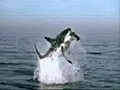 shark Attack in sea