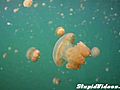 Swimming With Jellyfish