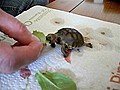 Tiny Turtle Takes Tiny Taste