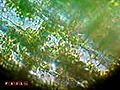Blattzellen der Wasserpest (Elodea canadensis)