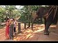 Feeding Elephants In Thailand