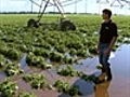 Crops to suffer after Vic flooding