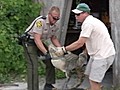 Detour Lands Gator in Storage Shed