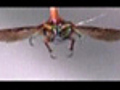 Cyborg beetle flies by wireless