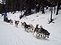 Dog Sledding 101 in Colorado