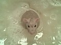 Rat Takes A Bath