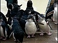 【鳥類】フェアリーペンギンII（葛西臨海水族園）