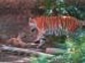 Tiger Cubs Finally On Display At Denver Zoo