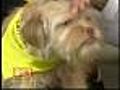 Friday Noon Puppy: Rocky