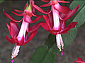 Christmas Cactus Care and Blooming