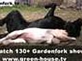 The Labrador Retrievers Of Gardenfork.tv