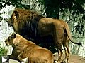 Famille lion au repos