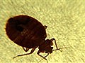 National Geographic Animals - Don’t Let the Bedbugs Bite!