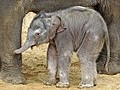 Zoo Hannover präsentiert Elefantenbabys