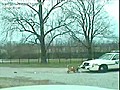 Dog Eats Cop Car