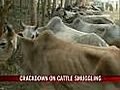 NDTV impact: Crackdown on cattle smuggling