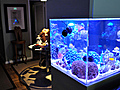 The Age of Aquariums