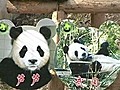 Profile pics help panda choose prospective mate