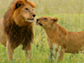 Male Lions vs. Female Lions