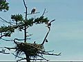 Fishing Line Traps Baby Eagle In Nest