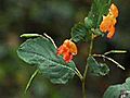 Doug Elliott: Jewel Weed