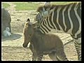 Raw Video: Half donkey,  half zebra is born